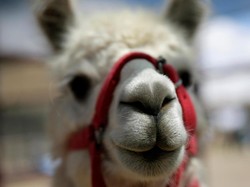 Mengenaskan! Sopir Bus Tewas Usai Tabrak 2 Ekor Unta