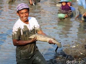 Serunya Warga Lamongan Berebut Tangkap Ikan di Peringatan Maulid Nabi
