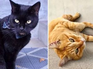 Lucu! Selama Dua Tahun, Dua Kucing Ini Coba Masuk ke Museum