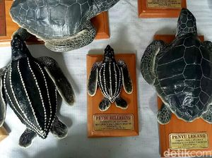 Replika Penyu, Hiasan Menarik untuk Cegah Perburuan Liar