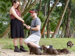 Sekelompok Berang-berang Mencuri Momen Lamaran Sepasang kekasih