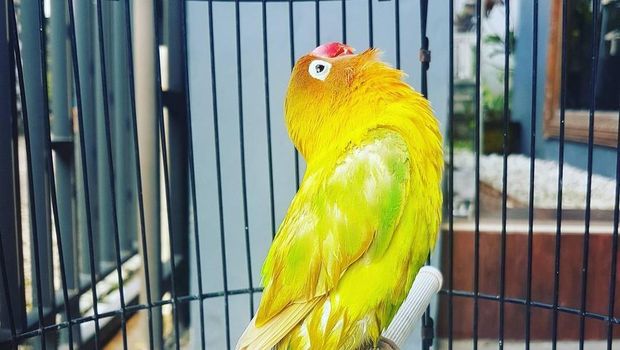 Lovebird Kusumo / 