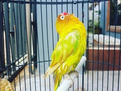 Legenda Lovebird Kusumo: 400 Kali Juara hingga Ditawar Rp 2 M