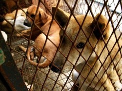 Korsel Tutup Rumah Penjagalan Anjing Terbesar yang Mengerikan