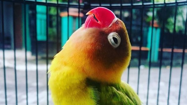 Mati Mendadak, Ini Lovebird Kusumo yang Pernah Ditawar Rp 2 M