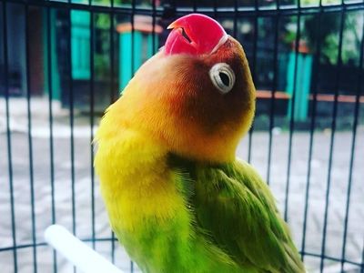 Mati Mendadak, Ini Lovebird Kusumo yang Pernah Ditawar Rp 2 M