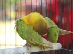 2 Pemuda di Jaksel Kepergok Mencuri Burung, 1 Pelaku Ditangkap