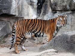 Tiger Diplomacy, Perkuat Hubungan Indonesia dan Jerman