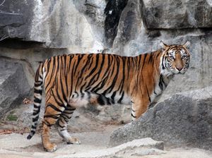 Tiger Diplomacy, Perkuat Hubungan Indonesia dan Jerman Tiger Diplomacy, Perkuat Hubungan Indonesia dan Jerman