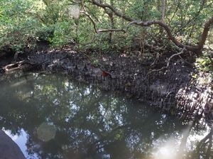 Duh, Banyak Sampah Nyangkut di Akar Mangrove Teluk Benoa