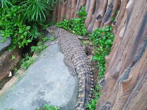 Video Balita di Tangerang Ini Berkawan dengan Buaya Muara & Sanca