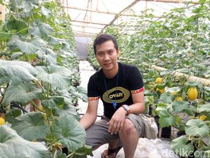 Jadi Petani Hidroponik Melon di Ponorogo, Dedy Raup Rp 25 Juta/Bulan