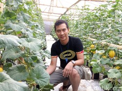 Jadi Petani Hidroponik Melon di Ponorogo, Dedy Raup Rp 25 Juta/Bulan