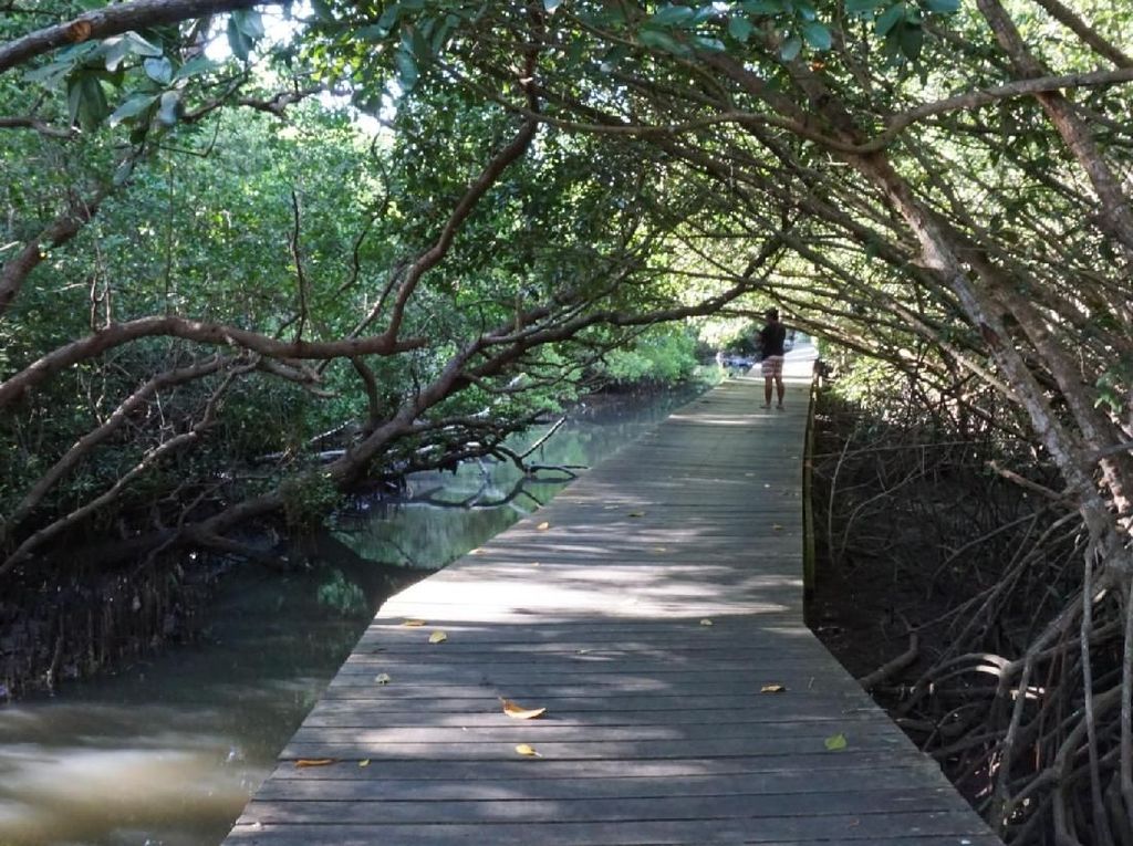 Menengok Mangrove di Benoa yang Bakal Ditata Jadi Taman dan Pusat Studi