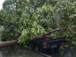 Pohon Tumbang di Depan Kantor Bawaslu Timpa Mobil, Lalin Macet