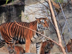 Lucunya Empat Anak Harimau Sumatra yang Lahir di Jerman