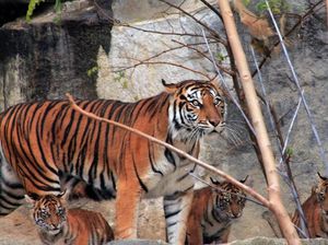 Lucunya Empat Anak Harimau Sumatra yang Lahir di Jerman Lucunya Empat Anak Harimau Sumatra yang Lahir di Jerman