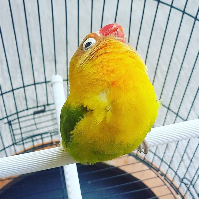 Pernah Ditawar Rp 2 M, Ini Keistimewaan Lovebird Kusumo yang Melegenda