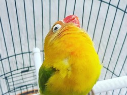 Pernah Ditawar Rp 2 M, Ini Keistimewaan Lovebird Kusumo yang Melegenda