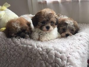 Baru Naik Pesawat, Puluhan Anak Anjing Malah Mati Dadakan Baru Naik Pesawat, Puluhan Anak Anjing Malah Mati Dadakan
