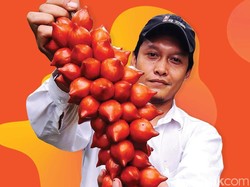 Hanif Wicaksono, Kuncen Buah Langka Kalimantan