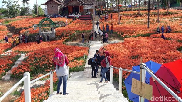 Foto: Kebun Bunga yang Paling Dicari Orang di Gunungkidul