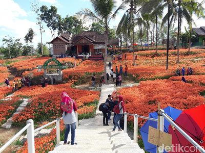 Foto: Kebun Bunga yang Paling Dicari Orang di Gunungkidul