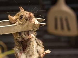 Viral! Restoran Burger Ini Tertangkap Memasak Tikus Lewat Video