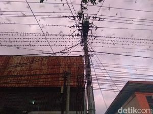 Ribuan Burung Layang-layang Asia Bermigrasi ke Yogya Ribuan Burung Layang-layang Asia Bermigrasi ke Yogya