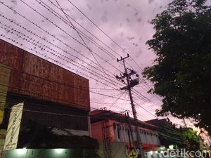 Burung Layang-layang Asia Migrasi ke Yogya, Pemkot Siapkan Ini Burung Layang-layang Asia Migrasi ke Yogya, Pemkot Siapkan Ini