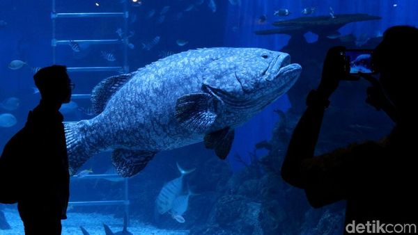 Menikmati Keindahan Biota Laut di Jakarta Aquarium