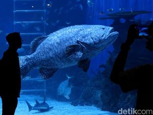 Menikmati Keindahan Biota Laut di Jakarta Aquarium Menikmati Keindahan Biota Laut di Jakarta Aquarium