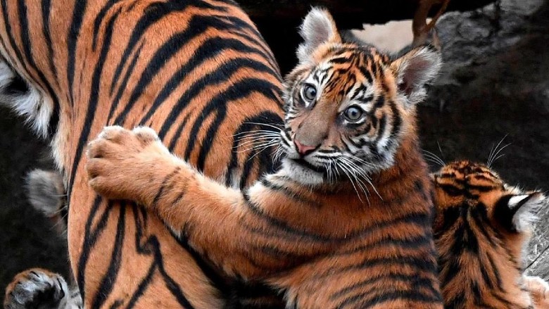 Bayi Harimau di Kebun Binatang Bukittinggi Mati karena Kembung