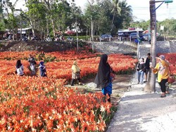 Si Cantik Bunga Amarilis, Dulu Gulma Kini Jadi Primadona