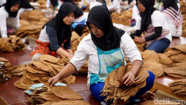 Cerutu Made in Jember Tembus Eropa, Intip Yuk Produksinya