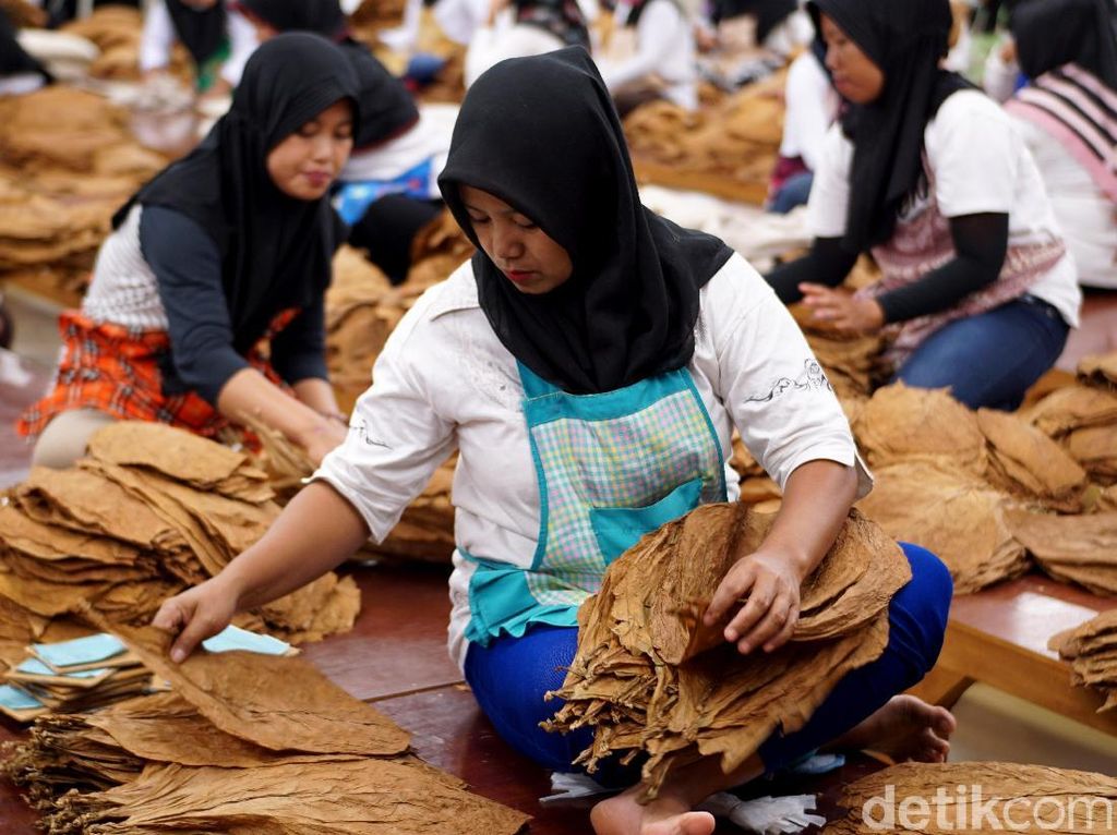 Cerutu Made in Jember Tembus Eropa, Intip Yuk Produksinya Cerutu Made in Jember Tembus Eropa, Intip Yuk Produksinya