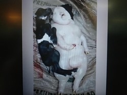 Geger! Kambing Lahirkan Bayi Mirip Setengah Babi dan Manusia di Filipina