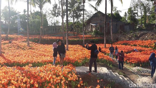 Si Cantik Bunga Amarilis, Dulu Gulma Kini Jadi Primadona