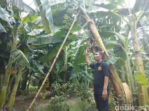 Manis Pisang Hasil Panen dari Pemanfaatan Tanah Kas Desa di Sidoarjo