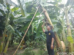 Manis Pisang Hasil Panen dari Pemanfaatan Tanah Kas Desa di Sidoarjo