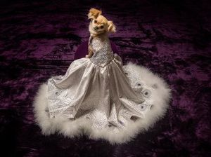 Baju untuk Anjing Ini Dijual Rp 745 Juta, Lebih Mahal dari Gaun Pernikahanmu