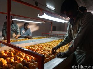 Melihat Eksportir Jeruk Kino di Pakistan