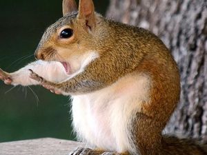 Bagaimana Hewan-hewan Liar Bisa Sekocak Ini?