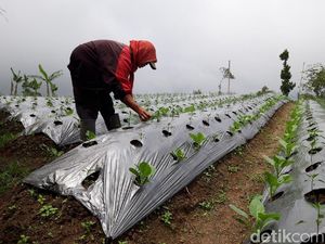 Pascaguguran Lava Merapi, Aktivitas Warga Dusun Teratas Normal