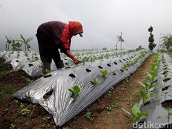 Pascaguguran Lava Merapi, Aktivitas Warga Dusun Teratas Normal