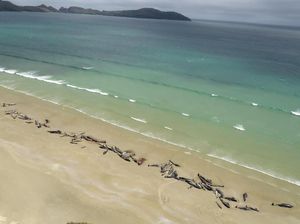 145 Ekor Paus Mati Usai Terdampar Massal di Selandia Baru