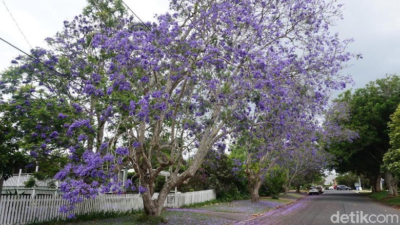 Cantiknya pohon Jacaranda, Si Sakura Ungu (Melisa/detikTravel)