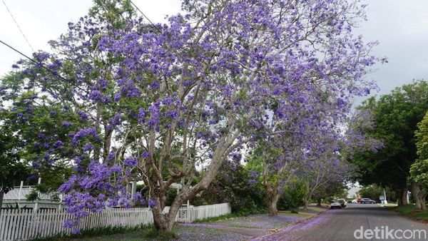 Foto: Si Ungu Cantik dari Australia