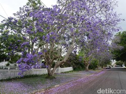 Antara Tabebuya Surabaya dan Jacaranda Australia, Cantik Mana?