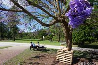 Jacaranda ini orisinil Amerika Selatan (Melisa/detikTravel)